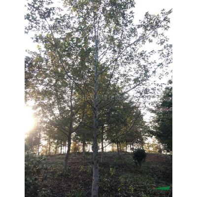 浙江长兴彭氏景观绿化苗木基地供应无患子