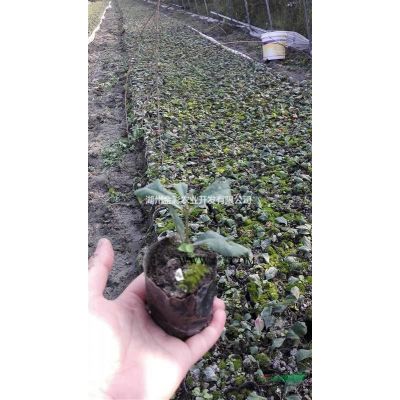 米径2－4CM黄山栾树 6万棵