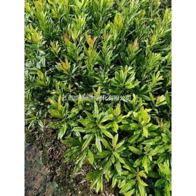 盛强园林无患子小苗批发无患子小苗