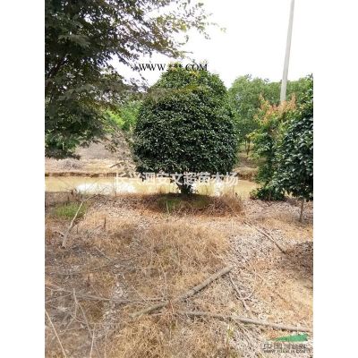 浙江长兴低价供应原生/拼植丛生榉树3-6杆30-60公分不等