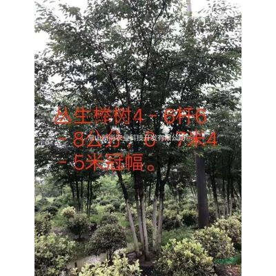 无患子