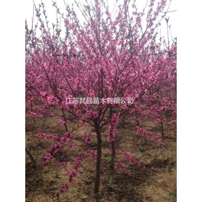 江苏供应樱花_日本樱花_日本晚樱_日本早樱