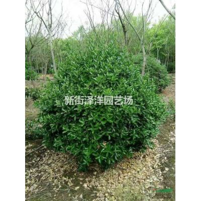 出售12公分榉树