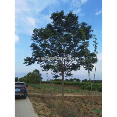 15--18公分精品樱花