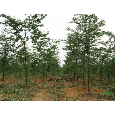 供应樱花 樱花价格_樱花图片 基地行情