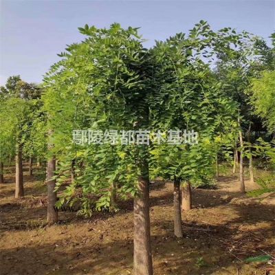 供应，樱花，八角金盘，百日红，红瑞木，木槿，三角枫，红叶桃，