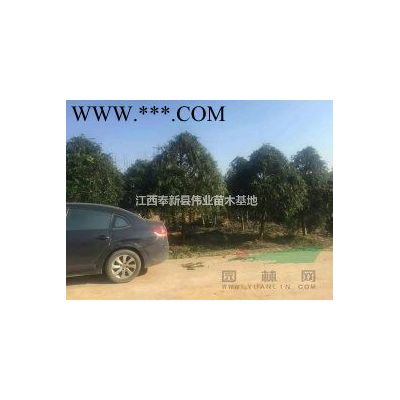 精品台湾樱花早樱晚樱D20公分江西樱花苗圃基地江西宜春奉新南昌伟业苗木