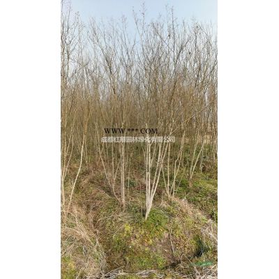 批发丛生樱花、丛生樱花基地、成都丛生樱花价格