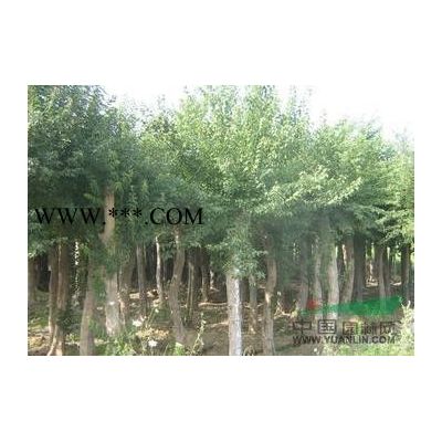 潢川芝樱销售价格芝樱花种植基地照片