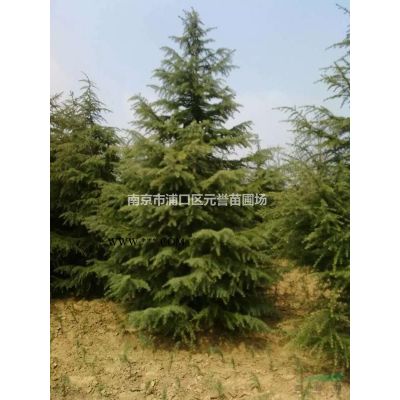 樱花，日本樱花，樱花价格，南京精品樱花