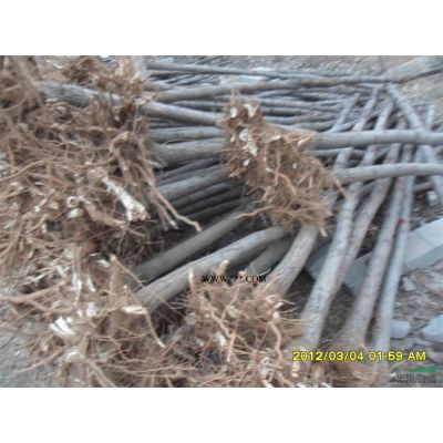 泰安樱花泰安15公分樱花基地泰安市本昌园林供应