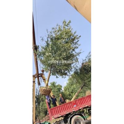 浙江长兴长期供应5-12公分精品早/晚樱花上车价格图片