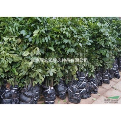 张家界地区供应冬樱花种、冬樱花的园林用途有哪些？