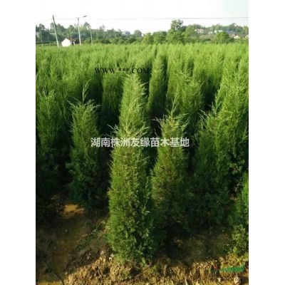 樱花树价格／湖南樱花树行情／樱花种植技术／日本樱花／湖南晚樱