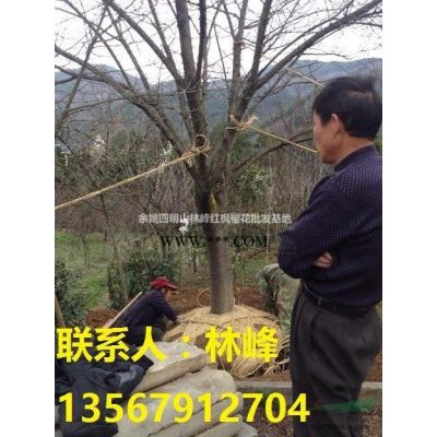 供应3-20CM日本樱花