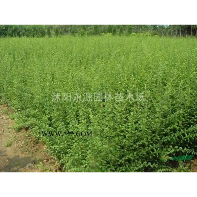 大批量供应樱花苗，日本樱花小苗，日本樱花嫁接苗