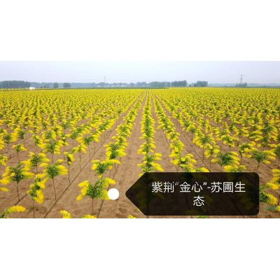 中国红樱花种植要点图1