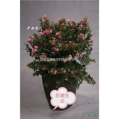 中国红樱花种植要点图2