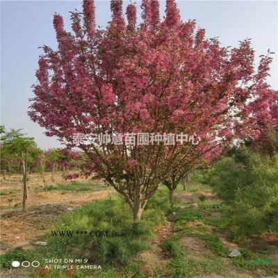 供应2-26厘米的樱花 树上市了，樱花图片，樱花报价表