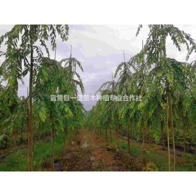 垂枝樱花小苗，江西樱花基地