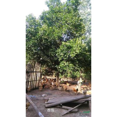 朴树行情报价\朴树图片展示