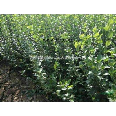 河北地区3-15公分樱花