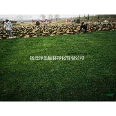 低价供应大小规格合欢 江苏合欢价格 合欢基地直销