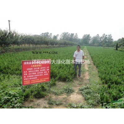 供应乌桕 3公分乌桕树苗价格 4公分乌桕价格 规格*