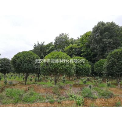 武汉丰沃园园林绿化有限公司苗圃提供胸径4-12CM合欢