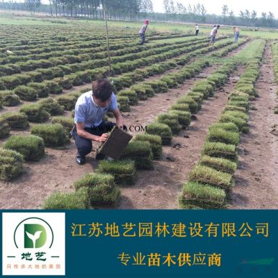 *新【红叶石楠球】批发价格_红叶石楠球基地图片