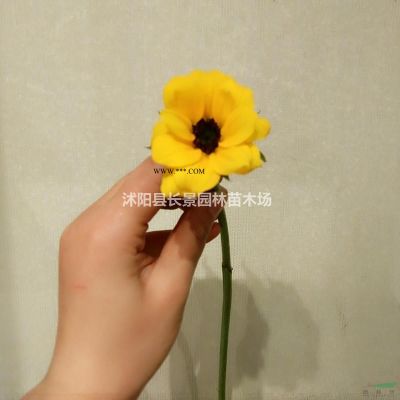 四川哪里有卖枫香种子的？今年枫香种子价格便宜吗？