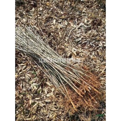 枫香小苗供应，九江枫香小苗，江西枫香杯苗