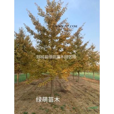 白蜡树大量处理供应8-20公分带帽白蜡