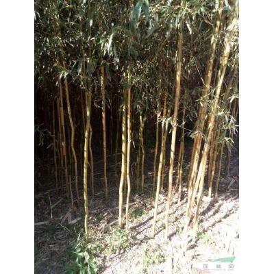 白蜡树大量处理供应8-20公分带帽白蜡图2