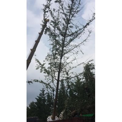 白蜡树大量处理供应8-20公分带帽白蜡图3
