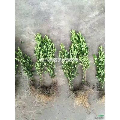造型精品榔榆