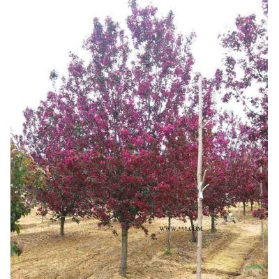 榔榆树胸径30-45公分北京大苗圃基地购树木市排价