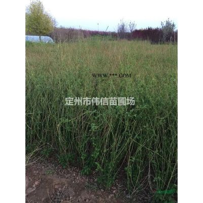 龙爪槐介绍，龙爪槐价格，龙爪槐产地，河北龙爪槐