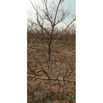 1.2米白皮松 1.5米白皮松2021年价格