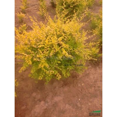 河北日本樱花介绍