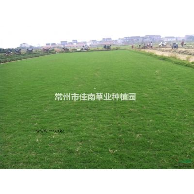 自种樱花3-4公分2500棵 便宜卖