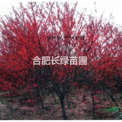 安徽肥西苗木供应商出售红花玉兰，紫薇，红叶李，小叶金桂，樱花