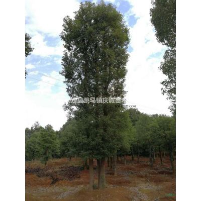 丛生乌桕单杆乌桕移栽控根乌桕