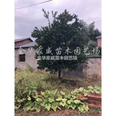浙江合欢信息