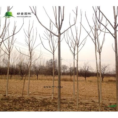 重阳木价格_重阳木图片_重阳木产地_重阳木绿化苗木苗圃基地