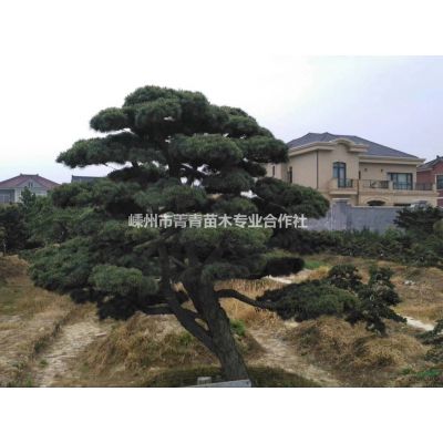 重阳木/浙江重阳木/