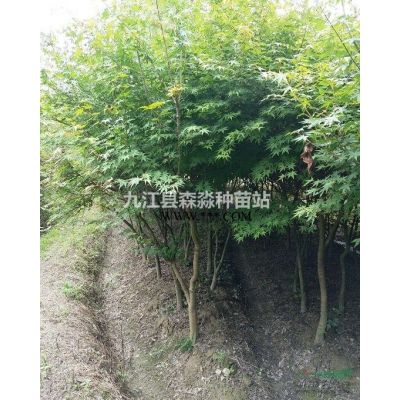 地径1.1公分重阳木小苗 高110公分重阳木苗 基地直销