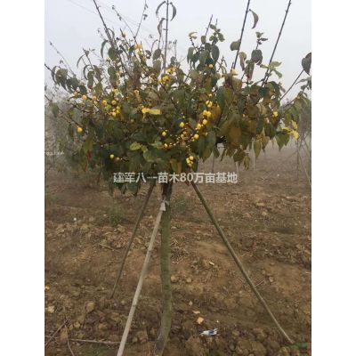 *新供应北美枫香4-18公分/北美枫香报价/北美枫香价格产地