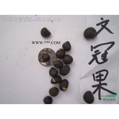 北美枫香，北美枫香苗，枫香树，别名胶皮枫香树，北美枫香基地