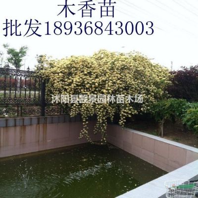 白蜡树价格 白蜡10公分粗一株多少钱